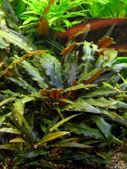 Cryptocoryne wendtii (brown)